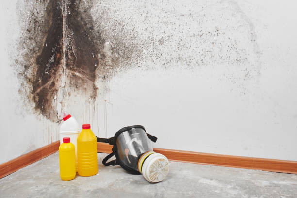 Best Mold Testing  in Hamburg, AR