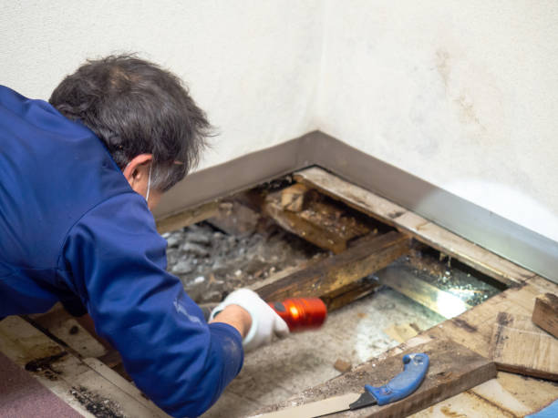 Best Affordable Mold Removal  in Hamburg, AR