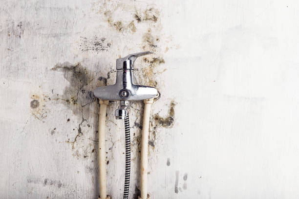 Best Professional Mold Removal  in Hamburg, AR