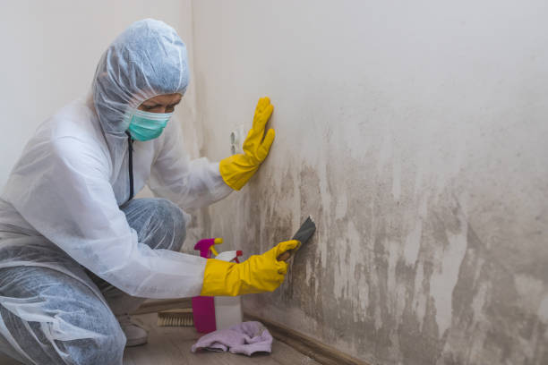 Trusted Hamburg, AR Mold Removal Experts
