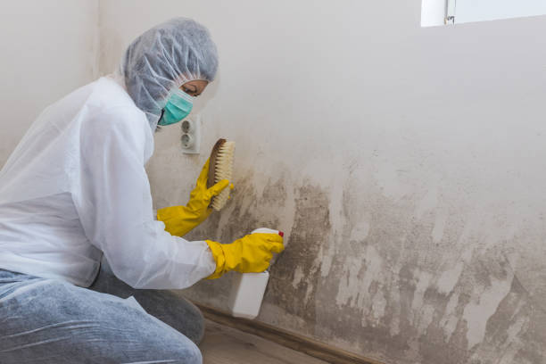 Best Commercial Mold Removal  in Hamburg, AR