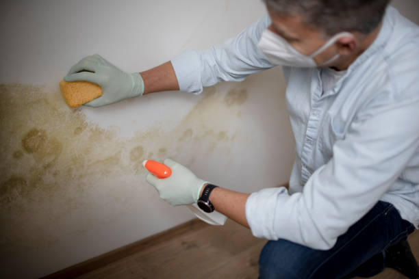 Best Mold Removal Company Near Me  in Hamburg, AR
