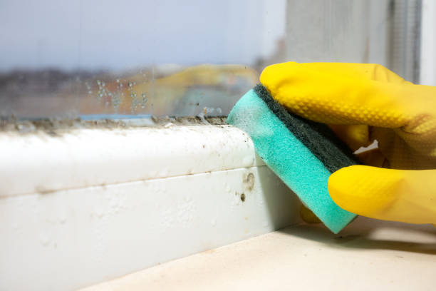 Best Mold Cleaning Services  in Hamburg, AR