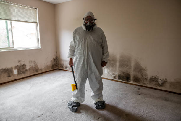Best Mold Damage Repair  in Hamburg, AR