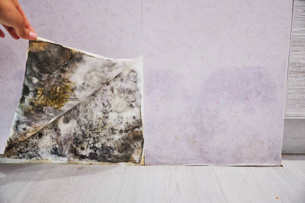  Hamburg, AR Mold Removal Pros